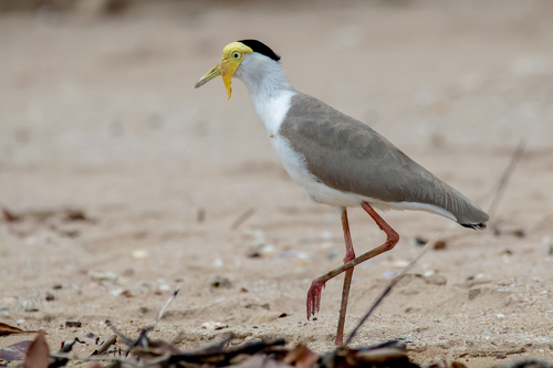 Masked Lapwing (Masked)