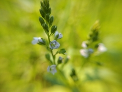 Veronica anagalloides