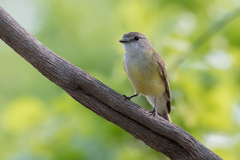 Microeca flavigaster