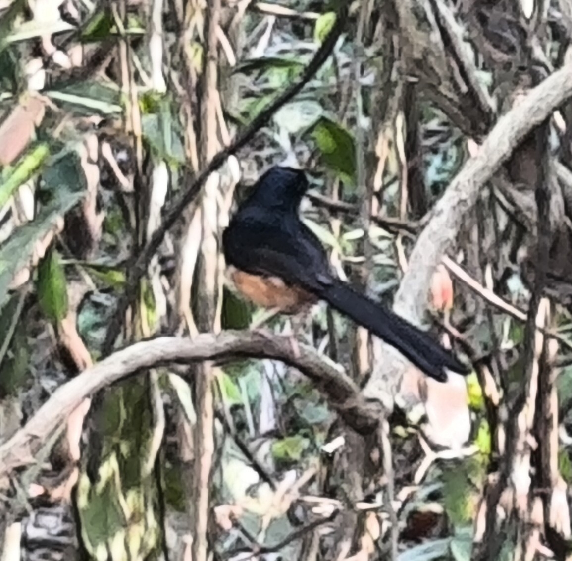 White-rumped Shama