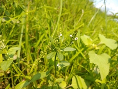 Veronica anagalloides