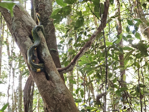Rainbow Tree Snake