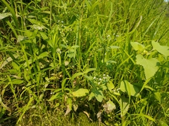 Veronica anagalloides