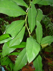 Costus glaucus