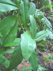 Costus glaucus