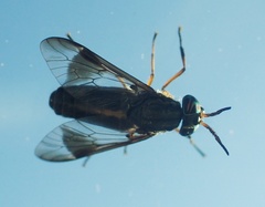 Chrysops univittatus