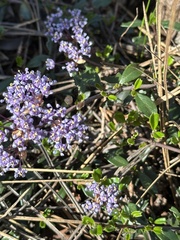 Ceanothus pumilus