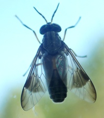 Chrysops univittatus