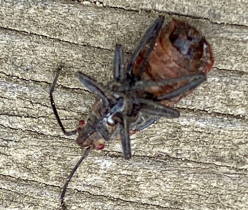 iNaturalist observation photo of Red-shouldered Bug