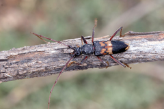 Phoracantha semipunctata