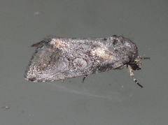 Aleptina inca