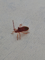 Gonocerus insidiator