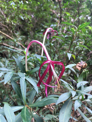 Exostema longiflorum