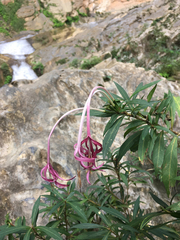 Exostema longiflorum