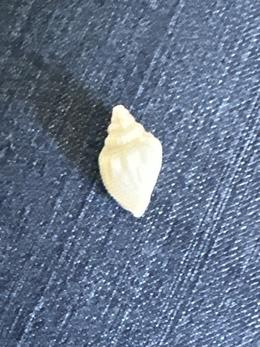 Canarium hellii observed 2025-04-23