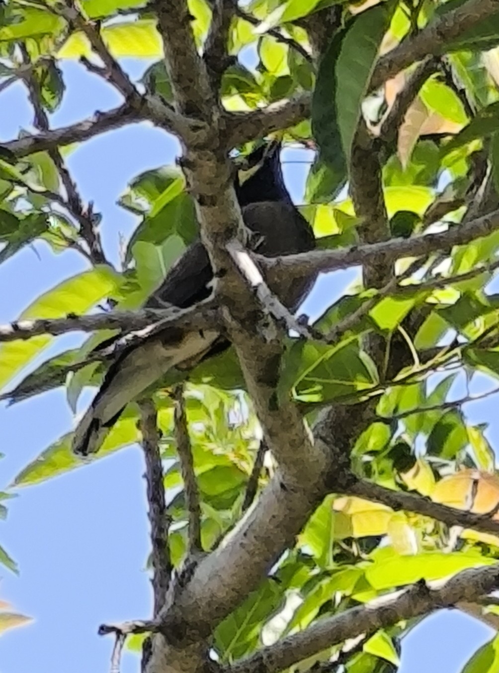 Common Myna