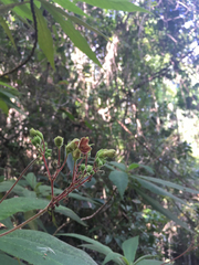 Rhytidophyllum exsertum