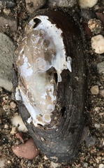 Utterbackiana implicata