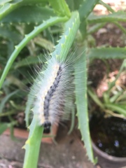 Hyphantria cunea