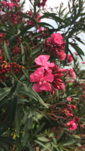 Oleandar (Nerium oleander)