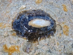 Scutus unguis