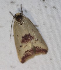 Ageletha elaeodes