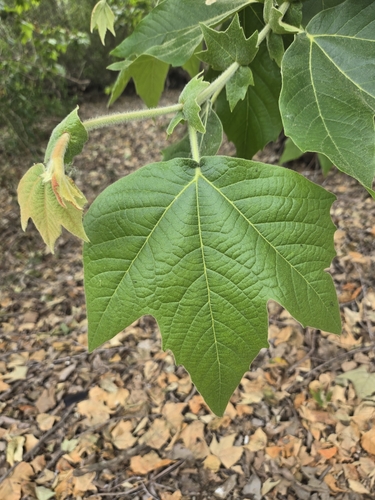 iNaturalist observation photo of western sycamore