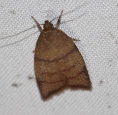Pycnozancla