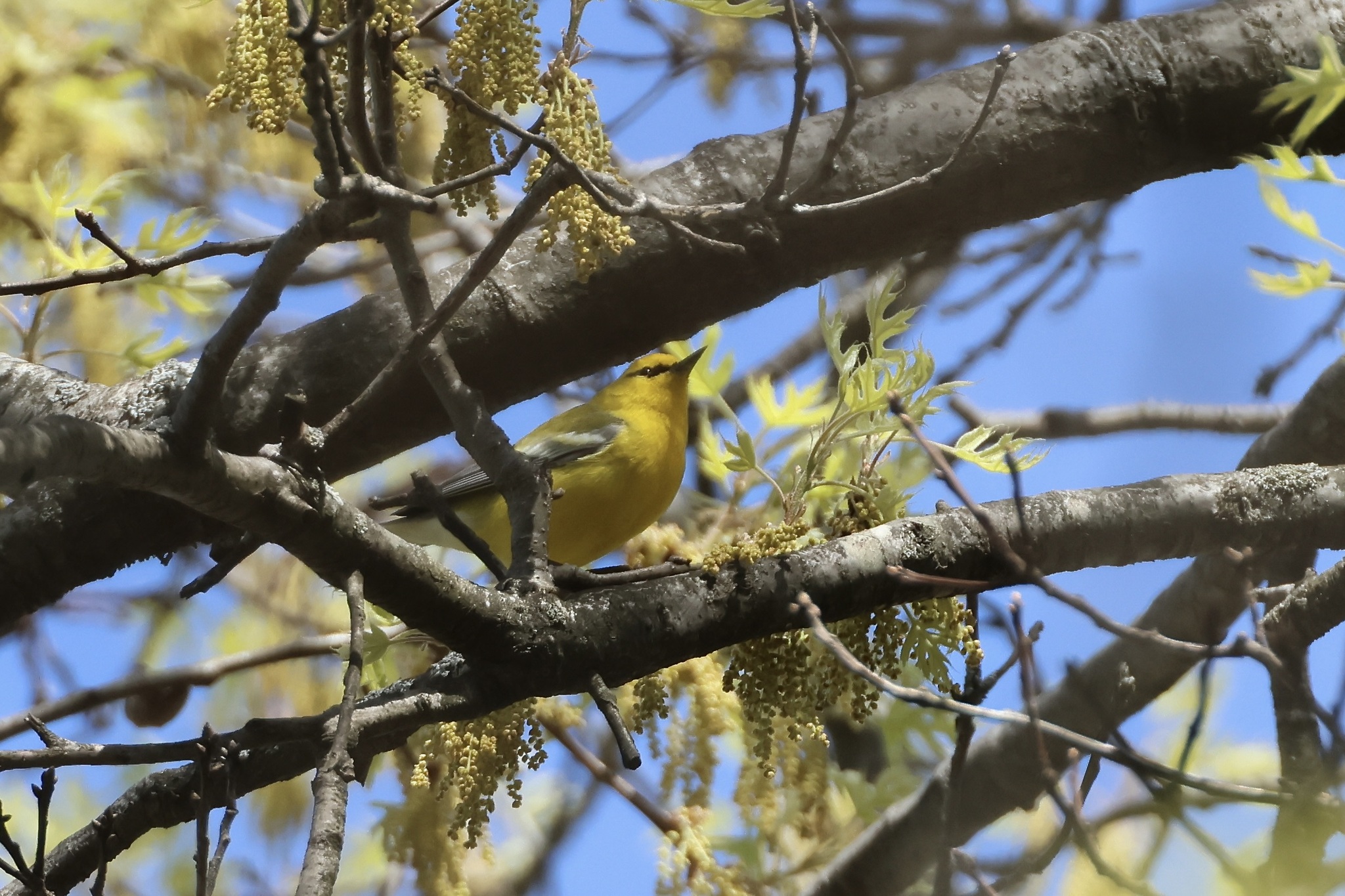 Blue-winged Warbler (Vermivora cyanoptera)