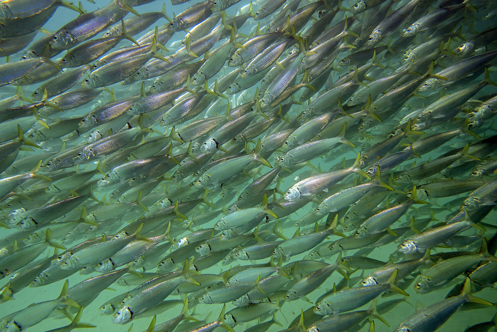 Bali sardinella (Sardinella lemuru) — Clupeidae