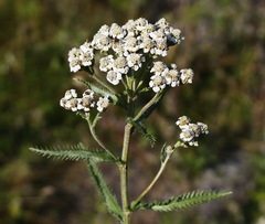Achillea alpina camtschatica