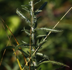 Achillea alpina camtschatica