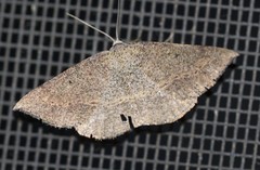 Taxeotis perlinearia