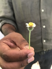 Tridax procumbens