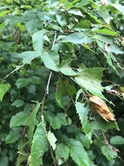 Ostrya virginiana image