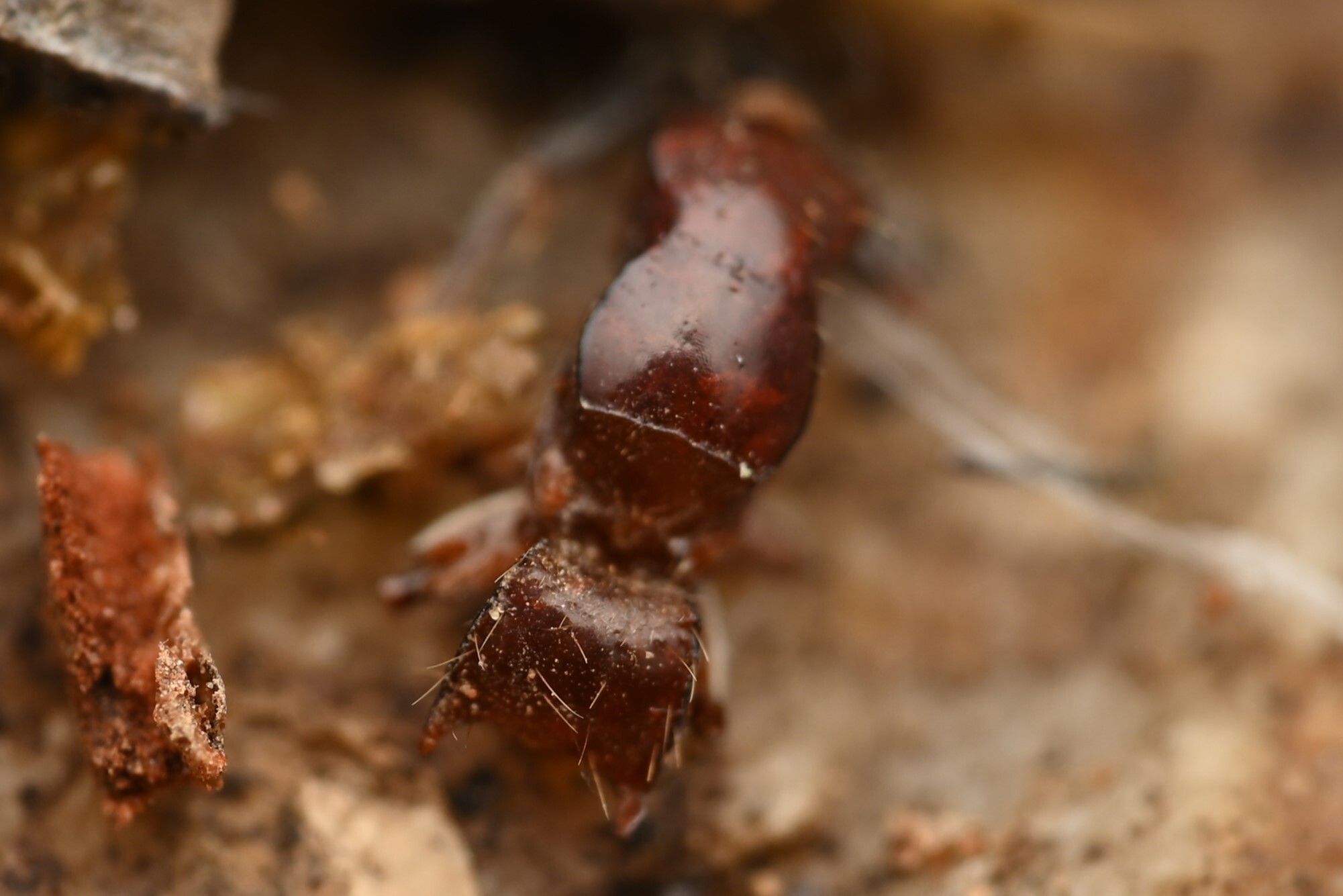 Lioponera clara