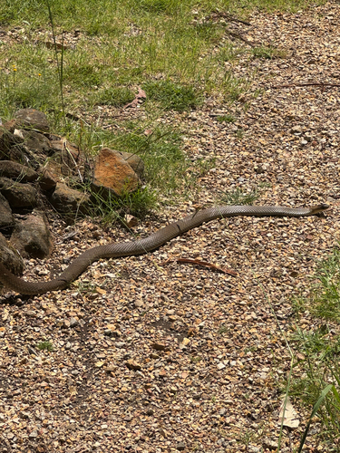 Eastern Brown Snake sighting