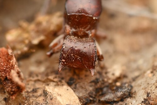 Lioponera claraLioponera clara