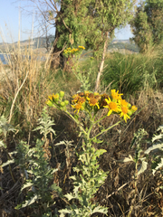 Jacobaea lycopifolia
