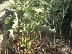 Jacobaea lycopifolia