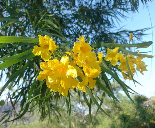 Sabino (Astianthus viminalis)