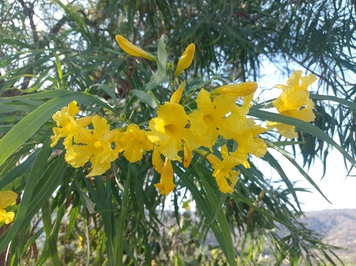 Sabino (Astianthus viminalis)