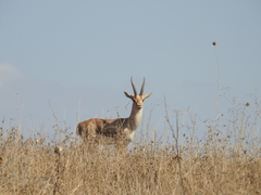 Gazella gazella
