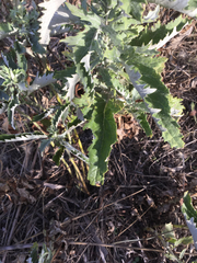 Jacobaea lycopifolia