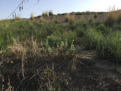 Jacobaea lycopifolia