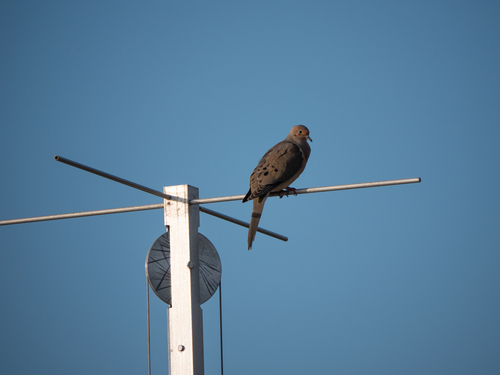 Mourning Dove photographed in Connecticut
