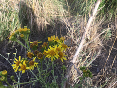 Jacobaea lycopifolia