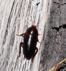 Blattoidae