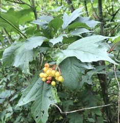 Viburnum trilobum image