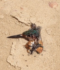 Alcedo atthis